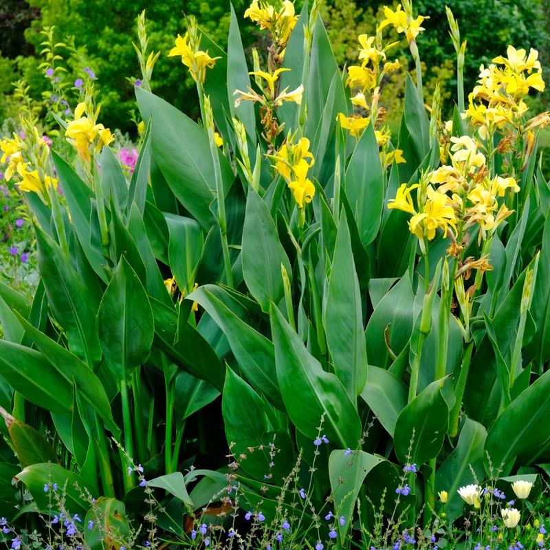3 Canna Lily, Mix Canna Lilies Flower Plants, Multi Color Canna Lily Plants For Fall Planting, 4 Inches Tall Canna Lily Plants Bareroot