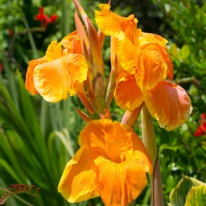3 Canna Lily, Mix Canna Lilies Flower Plants, Multi Color Canna Lily Plants For Fall Planting, 4 Inches Tall Canna Lily Plants Bareroot