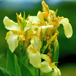 3 Canna Lily, Mix Canna Lilies Flower Plants, Multi Color Canna Lily Plants For Fall Planting, 4 Inches Tall Canna Lily Plants Bareroot