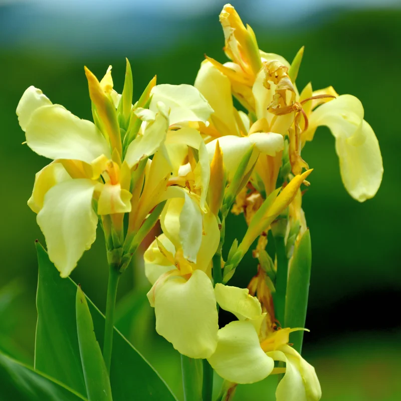 3 Canna Lily, Mix Canna Lilies Flower Plants, Multi Color Canna Lily Plants For Fall Planting, 4 Inches Tall Canna Lily Plants Bareroot