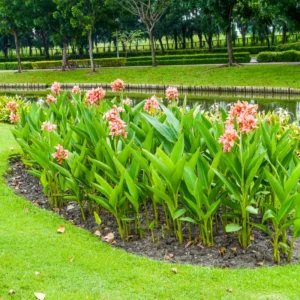 3 Canna Lily, Mix Canna Lilies Flower Plants, Multi Color Canna Lily Plants For Fall Planting, 4 Inches Tall Canna Lily Plants Bareroot