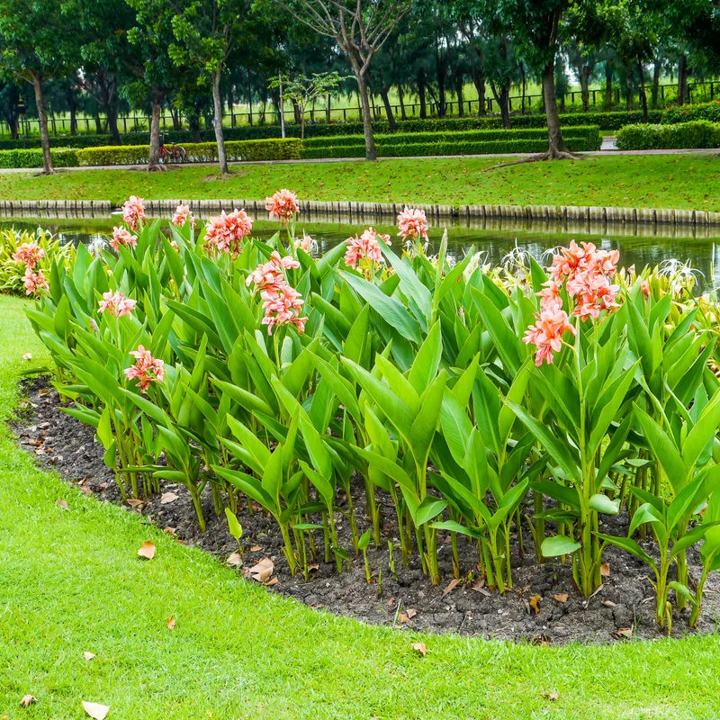 3 Canna Lily, Mix Canna Lilies Flower Plants, Multi Color Canna Lily Plants For Fall Planting, 4 Inches Tall Canna Lily Plants Bareroot
