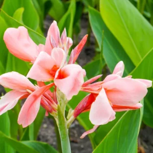 Canna Lily Plants, 3 Mixed Canna Lily Plants For Planting Outdoor, Flower Plants From 4 Inches Height No Pot, Fall Planting
