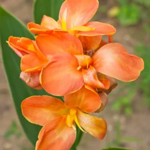 Canna Lily Plants, 3 Mixed Canna Lily Plants For Planting Outdoor, Flower Plants From 4 Inches Height No Pot, Fall Planting