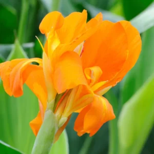 3 Canna Lily, Mix Canna Lilies Flower Plants, Multi Color Canna Lily Plants For Fall Planting, 4 Inches Tall Canna Lily Plants Bareroot