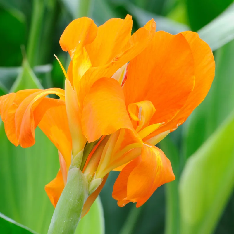 3 Canna Lily, Mix Canna Lilies Flower Plants, Multi Color Canna Lily Plants For Fall Planting, 4 Inches Tall Canna Lily Plants Bareroot