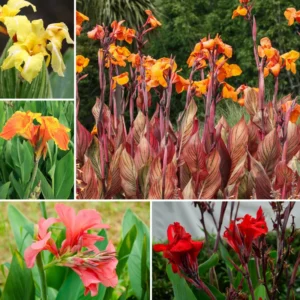 3 Canna Lily, Mix Canna Lilies Flower Plants, Multi Color Canna Lily Plants For Fall Planting, 4 Inches Tall Canna Lily Plants Bareroot