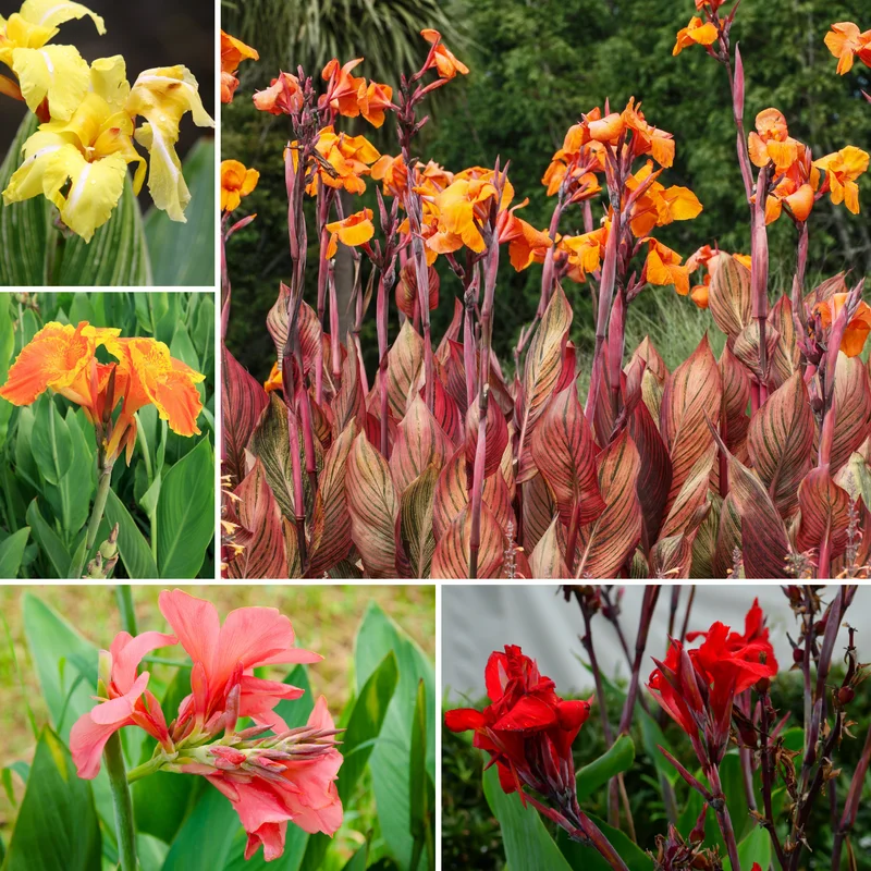 3 Canna Lily, Mix Canna Lilies Flower Plants, Multi Color Canna Lily Plants For Fall Planting, 4 Inches Tall Canna Lily Plants Bareroot
