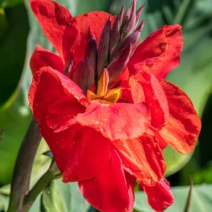 Canna Lily Plants, 3 Mixed Canna Lily Plants For Planting Outdoor, Flower Plants From 4 Inches Height No Pot, Fall Planting