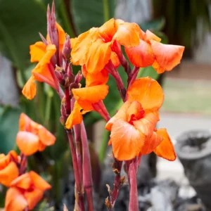 Canna Lily Plants, 3 Mixed Canna Lily Plants For Planting Outdoor, Flower Plants From 4 Inches Height No Pot, Fall Planting