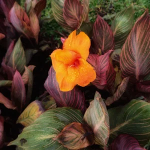 Canna Lily Plants, 3 Mixed Canna Lily Plants For Planting Outdoor, Flower Plants From 4 Inches Height No Pot, Fall Planting