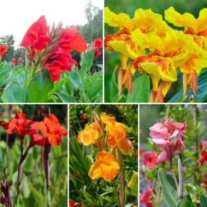Canna Lily Plants, 3 Mixed Canna Lily Plants For Planting Outdoor, Flower Plants From 4 Inches Height No Pot, Fall Planting