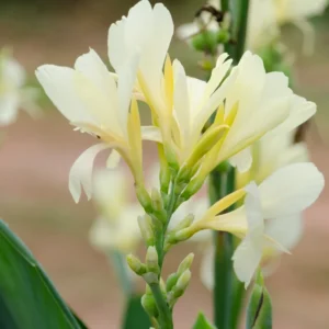 Canna Lily, 3 Dwarf Canna Lily Plants, Multi Color Canna Lily Plants 4 To 7 Inches Tall Bareroots, Flower Plants For Fall Planting Outdoor Garden