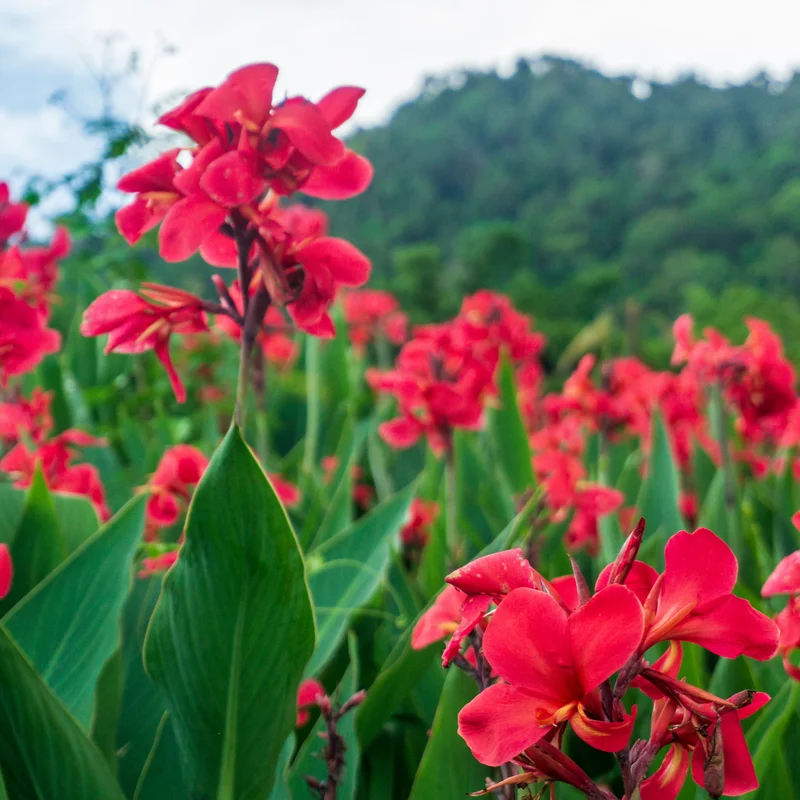 Canna Lily, 3 Dwarf Canna Lily Plants, Multi Color Canna Lily Plants 4 To 7 Inches Tall Bareroots, Flower Plants For Fall Planting Outdoor Garden