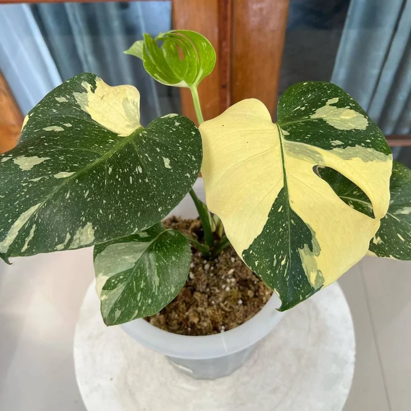 Rare Monstera Plant Live, Yellow Green Leaves Plant, Monstera House Plant From 5 To 6 Inches Height No Pot