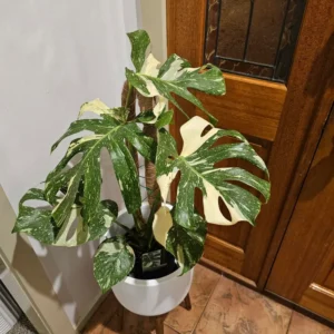 Rare Monstera Plant Live, Yellow Green Leaves Plant, Monstera House Plant From 5 To 6 Inches Height No Pot