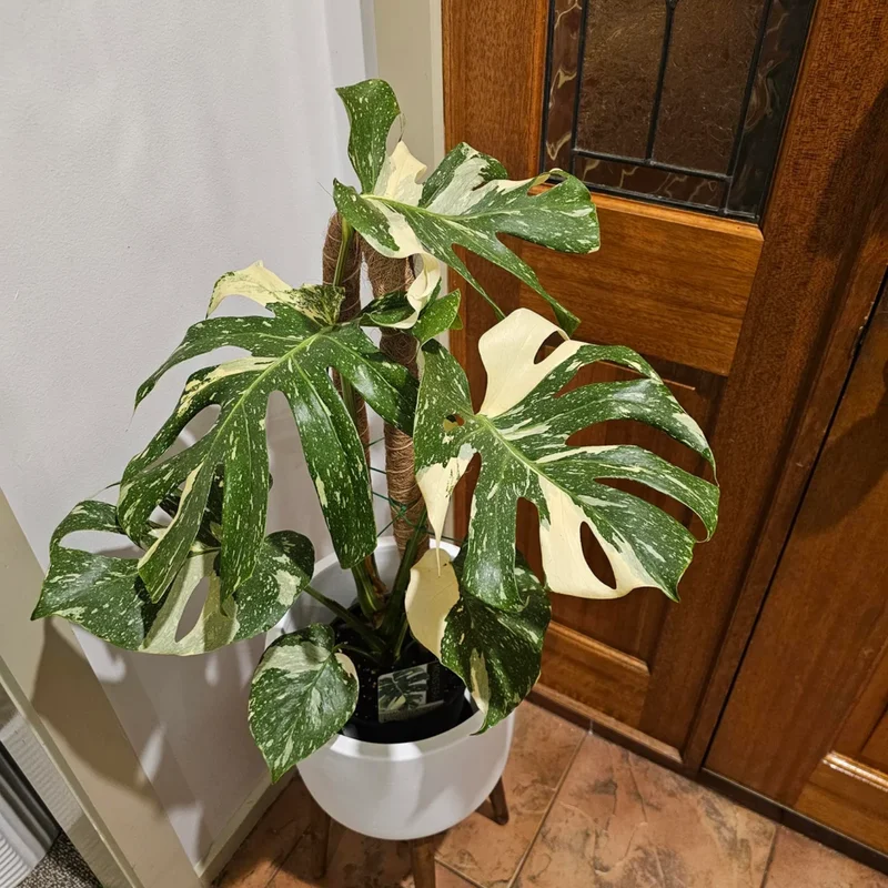 Rare Monstera Plant Live, Yellow Green Leaves Plant, Monstera House Plant From 5 To 6 Inches Height No Pot