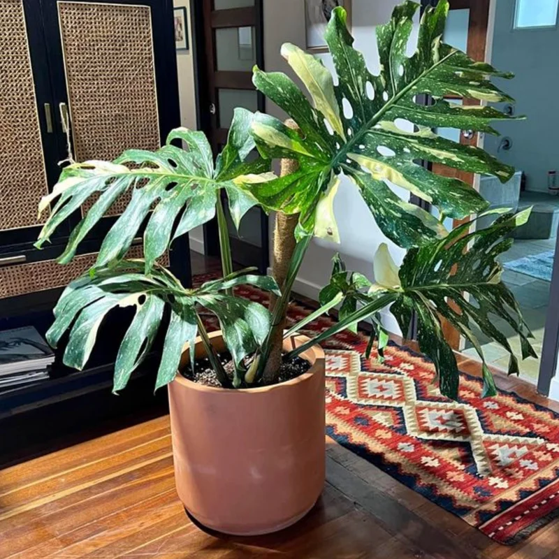 Rare Monstera Plant Live, Yellow Green Leaves Plant, Monstera House Plant From 5 To 6 Inches Height No Pot