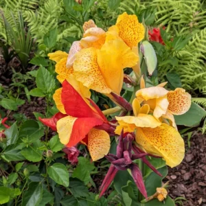 Canna Lily, 3 Dwarf Canna Lily Plants, Multi Color Canna Lily Plants 4 To 7 Inches Tall Bareroots, Flower Plants For Fall Planting Outdoor Garden