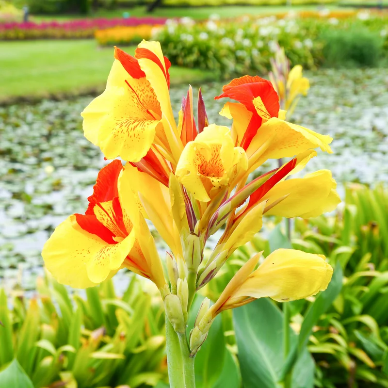 Canna Lily, 3 Dwarf Canna Lily Plants, Multi Color Canna Lily Plants 4 To 7 Inches Tall Bareroots, Flower Plants For Fall Planting Outdoor Garden
