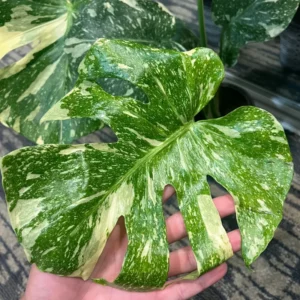 Monstera Plant, Rare Monstera House Plant, Indoor Monstera Plant Live 5 Inches Tall Bareroot For Ornament