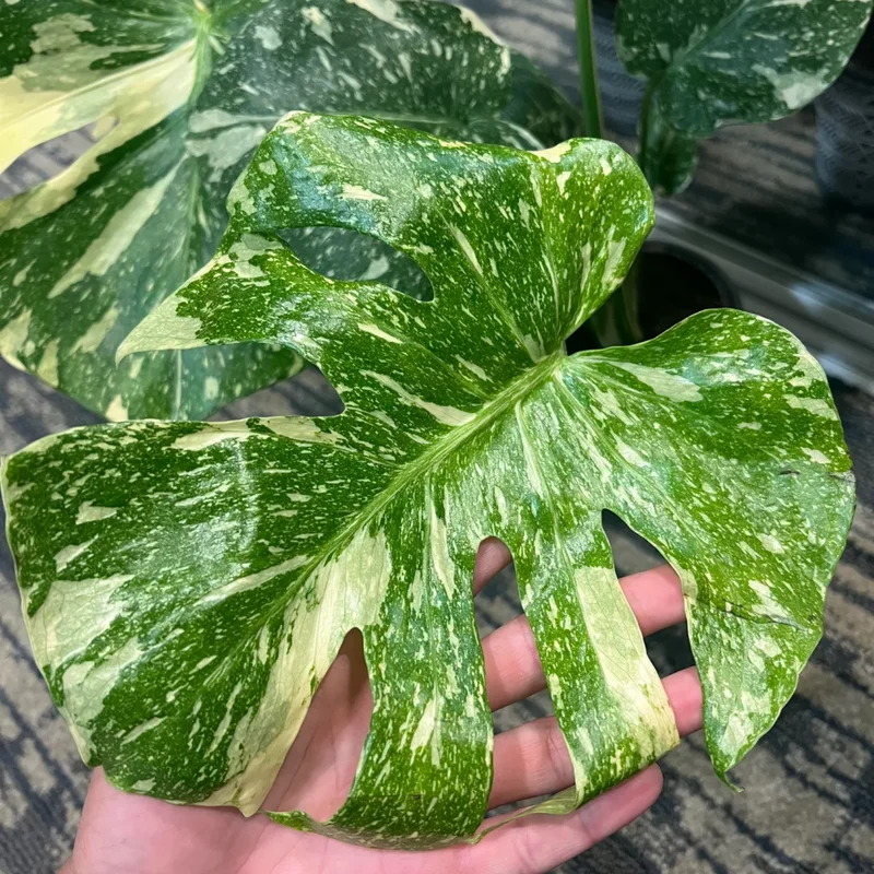 Monstera Plant, Rare Monstera House Plant, Indoor Monstera Plant Live 5 Inches Tall Bareroot For Ornament