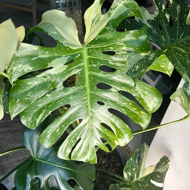Monstera Plant, Rare Monstera House Plant, Indoor Monstera Plant Live 5 Inches Tall Bareroot For Ornament
