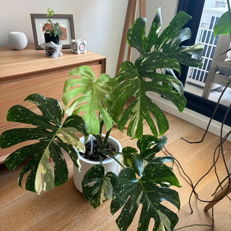Monstera Plant, Rare Monstera House Plant, Indoor Monstera Plant Live 5 Inches Tall Bareroot For Ornament