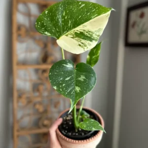 Monstera Plant, Rare Monstera House Plant, Indoor Monstera Plant Live 5 Inches Tall Bareroot For Ornament