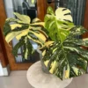 Monstera Plant, Rare Monstera House Plant, Indoor Monstera Plant Live 5 Inches Tall Bareroot For Ornament