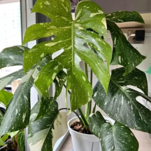 Monstera Plant, Rare Monstera House Plant, Indoor Monstera Plant Live 5 Inches Tall Bareroot For Ornament