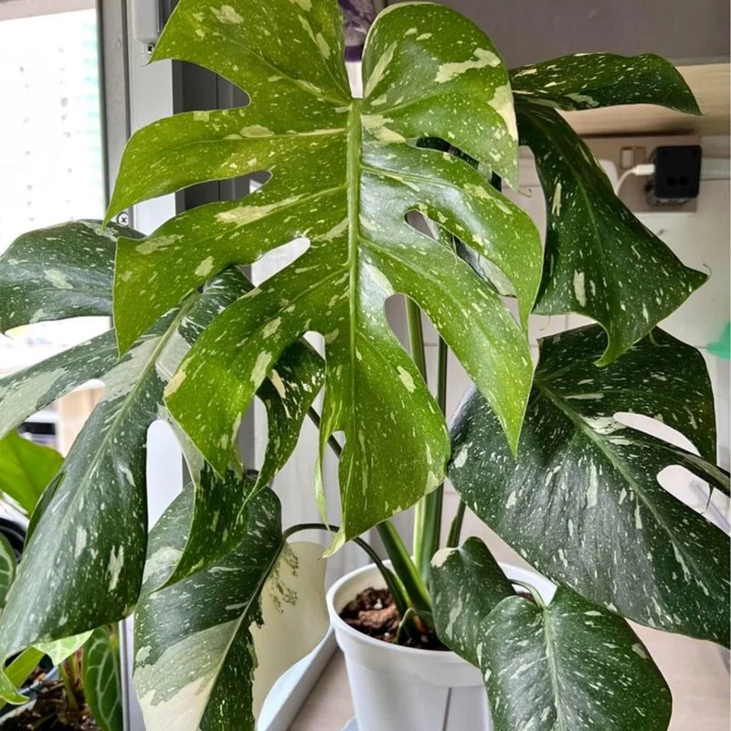 Monstera Plant, Rare Monstera House Plant, Indoor Monstera Plant Live 5 Inches Tall Bareroot For Ornament