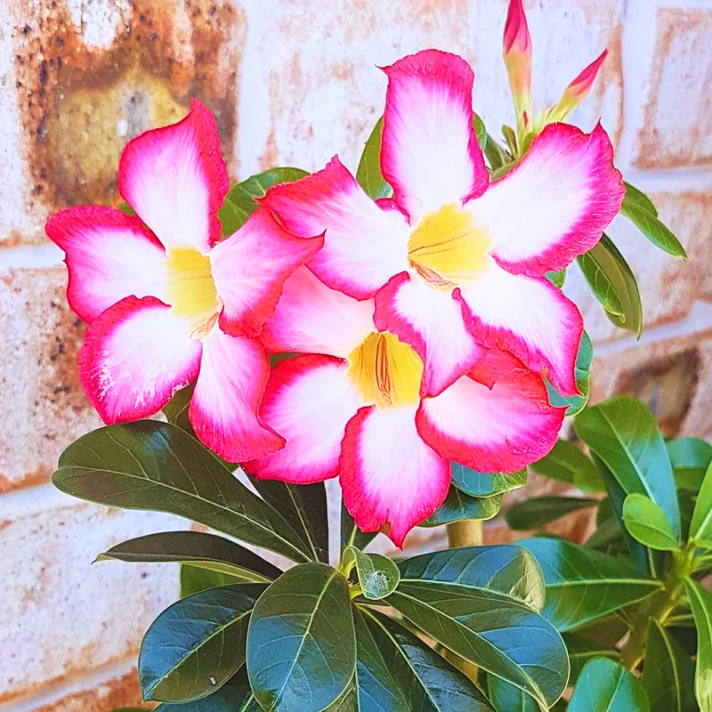 Desert Rose, Desert Rose Plant Live, Adenium Desert Rose Plant Live Starter Flowering Plant From 4 Inches Height No Pot