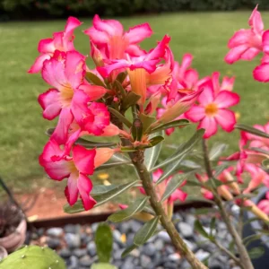 Desert Rose, Desert Rose Plant Live, Adenium Desert Rose Plant Live Starter Flowering Plant From 4 Inches Height No Pot