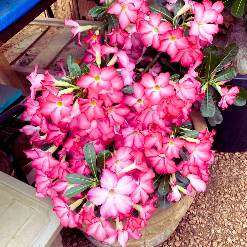 Desert Rose, Desert Rose Plant Live, Adenium Desert Rose Plant Live Starter Flowering Plant From 4 Inches Height No Pot