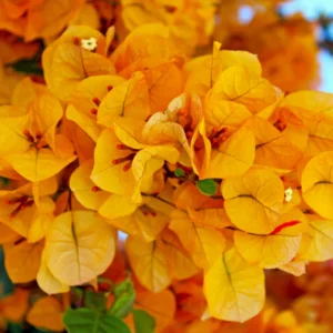 2 Bougainvillea Plants, Bougainvillea Live From 4 Inches Height No Pot, Outdoor Flower Plants To Ornament In Garden