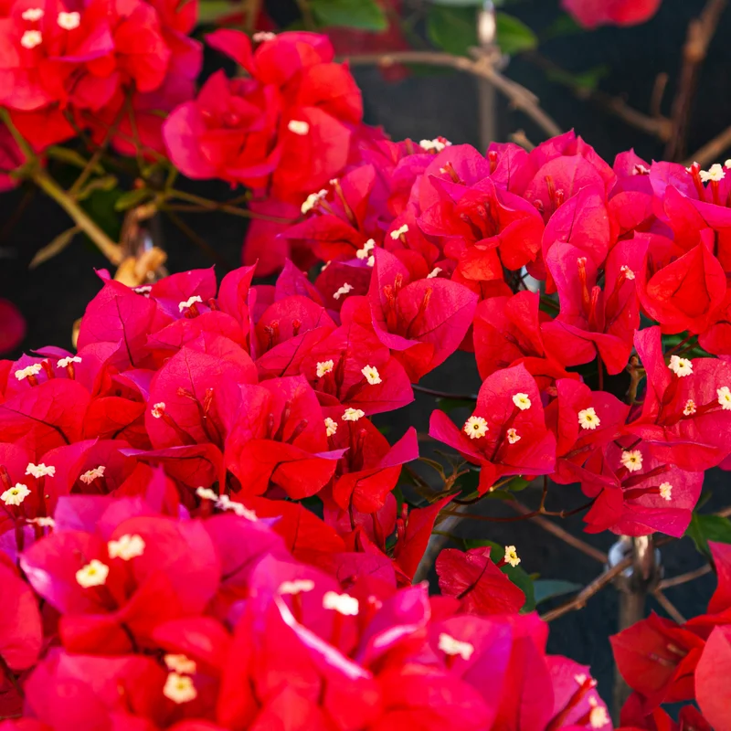 2 Bougainvillea Plants, Bougainvillea Live From 4 Inches Height No Pot, Outdoor Flower Plants To Ornament In Garden