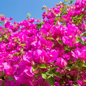 2 Bougainvillea Plants, Bougainvillea Live From 4 Inches Height No Pot, Outdoor Flower Plants To Ornament In Garden