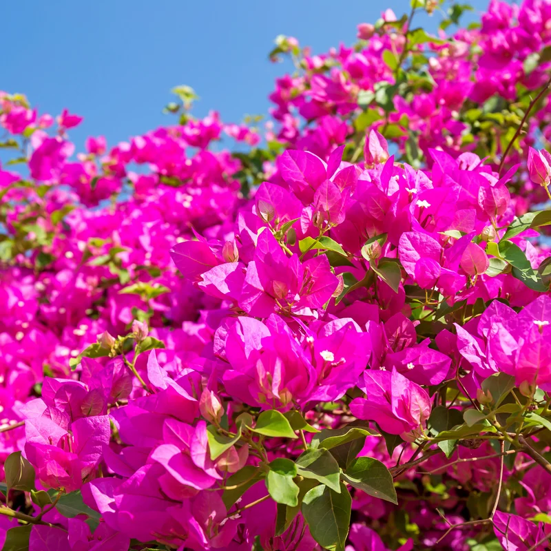 2 Bougainvillea Plants, Bougainvillea Live From 4 Inches Height No Pot, Outdoor Flower Plants To Ornament In Garden