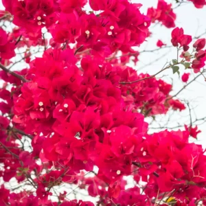 2 Bougainvillea Plants, Bougainvillea Live From 4 Inches Height No Pot, Outdoor Flower Plants To Ornament In Garden