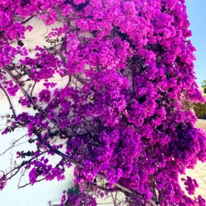 2 Bougainvillea Plants, Bougainvillea Live From 4 Inches Height No Pot, Outdoor Flower Plants To Ornament In Garden