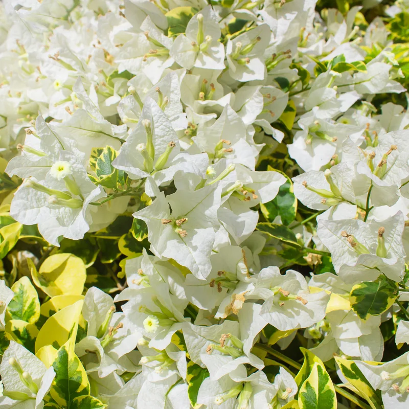 2 Bougainvillea Plants, Bougainvillea Live From 4 Inches Height No Pot, Outdoor Flower Plants To Ornament In Garden