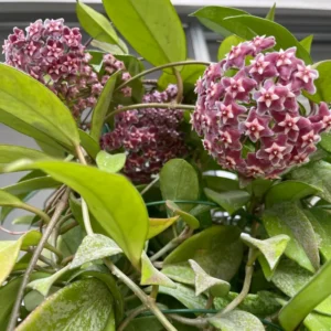 Hoya Plant Live Houseplants, Hoya Indoor Plant From 4 Inches Height No Pot, Live Ornamental Plant