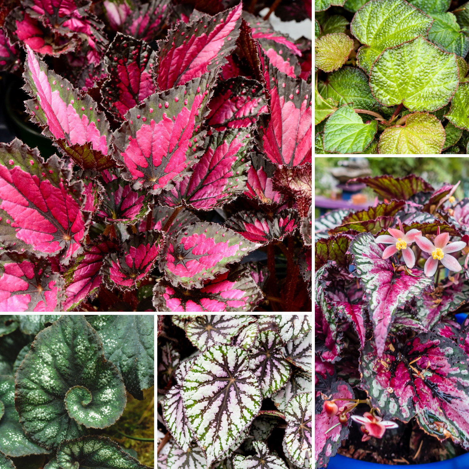 Begonia Live Plants, Set 2 Mix Begonia House Plants Live 4 to 5 Inches Height No Pot, Rare Begonia Plants For Ornament