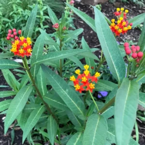 2 Red Milkweed Live Plants, Butterfly Milkweed Plants For Outdoor Growing, Milkweed Flower Plants 4 Inches Height No Pot