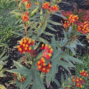 2 Tropical Milkweed Plants Live, Asclepias Milkweed Plants 4 to 5 Inches Tall Bareroots, Outdoor Planting