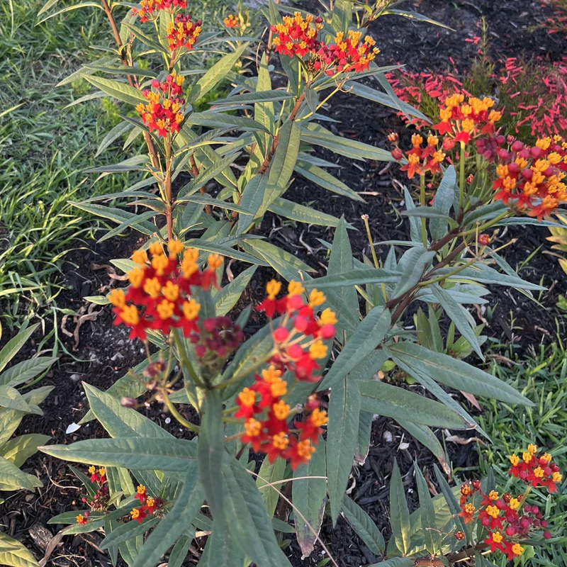 2 Tropical Milkweed Plants Live, Asclepias Milkweed Plants 4 to 5 Inches Tall Bareroots, Outdoor Planting