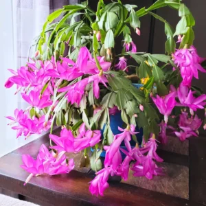 Thanksgiving Cactus, Thanksgiving Cactus Plant Live In 4 Inches Pot, Cactus Plant Live Houseplant