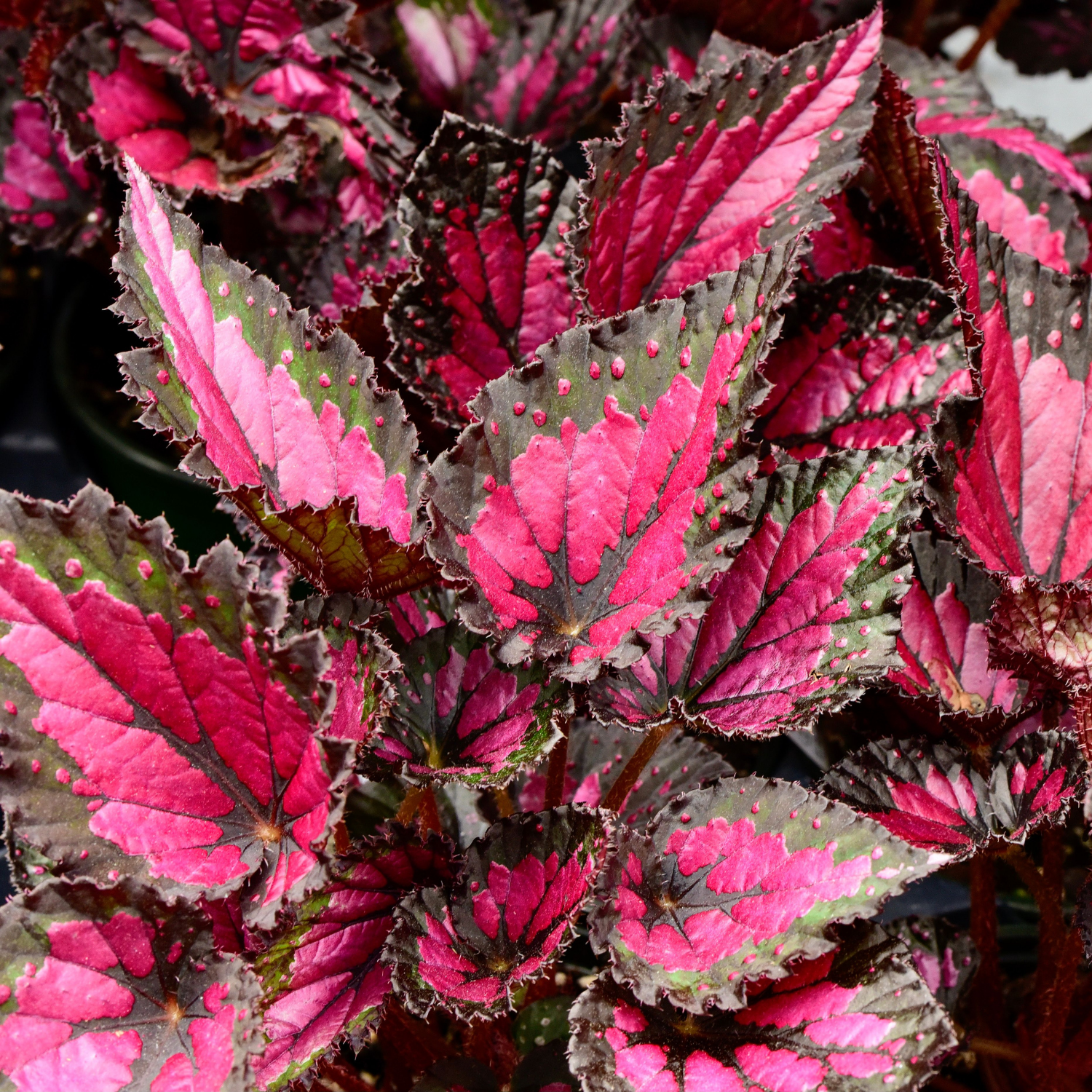 2 Begonia, Begonia Live Plants, Multi Color Begonia Plants Indoor Live From 4 Inches Tall, House Plants - Image 2