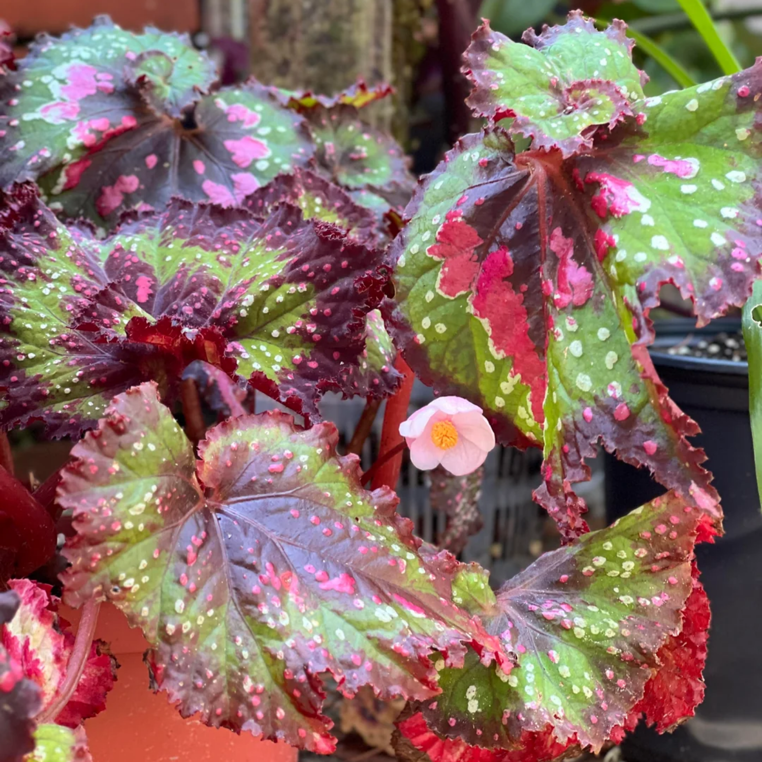 2 Begonia, Begonia Live Plants, Multi Color Begonia Plants Indoor Live From 4 Inches Tall, House Plants - Image 3